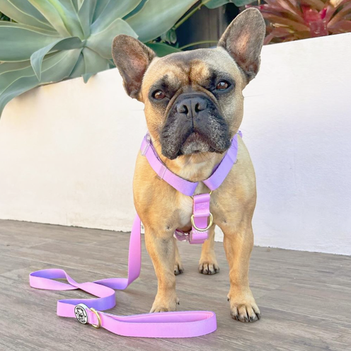 Pastel Pink / Lavender - Luxe Strap Harness