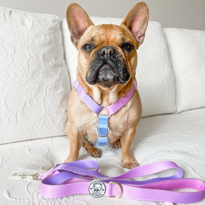 Pastel Pink / Lavender - Luxe Dog Lead