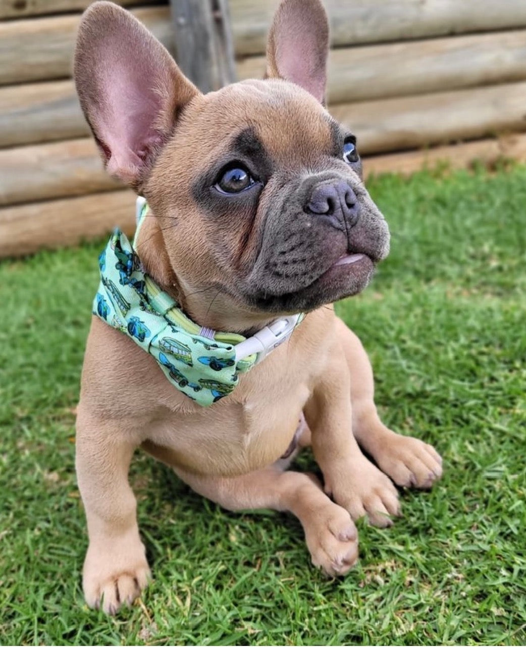 Dog Collar