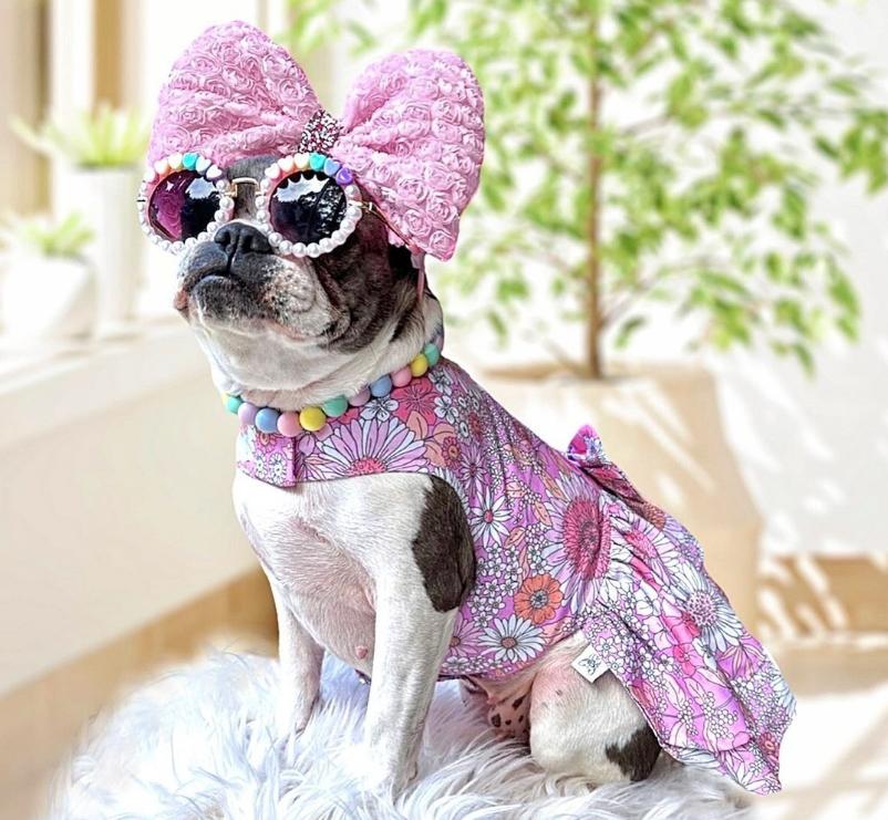 Dog Wear