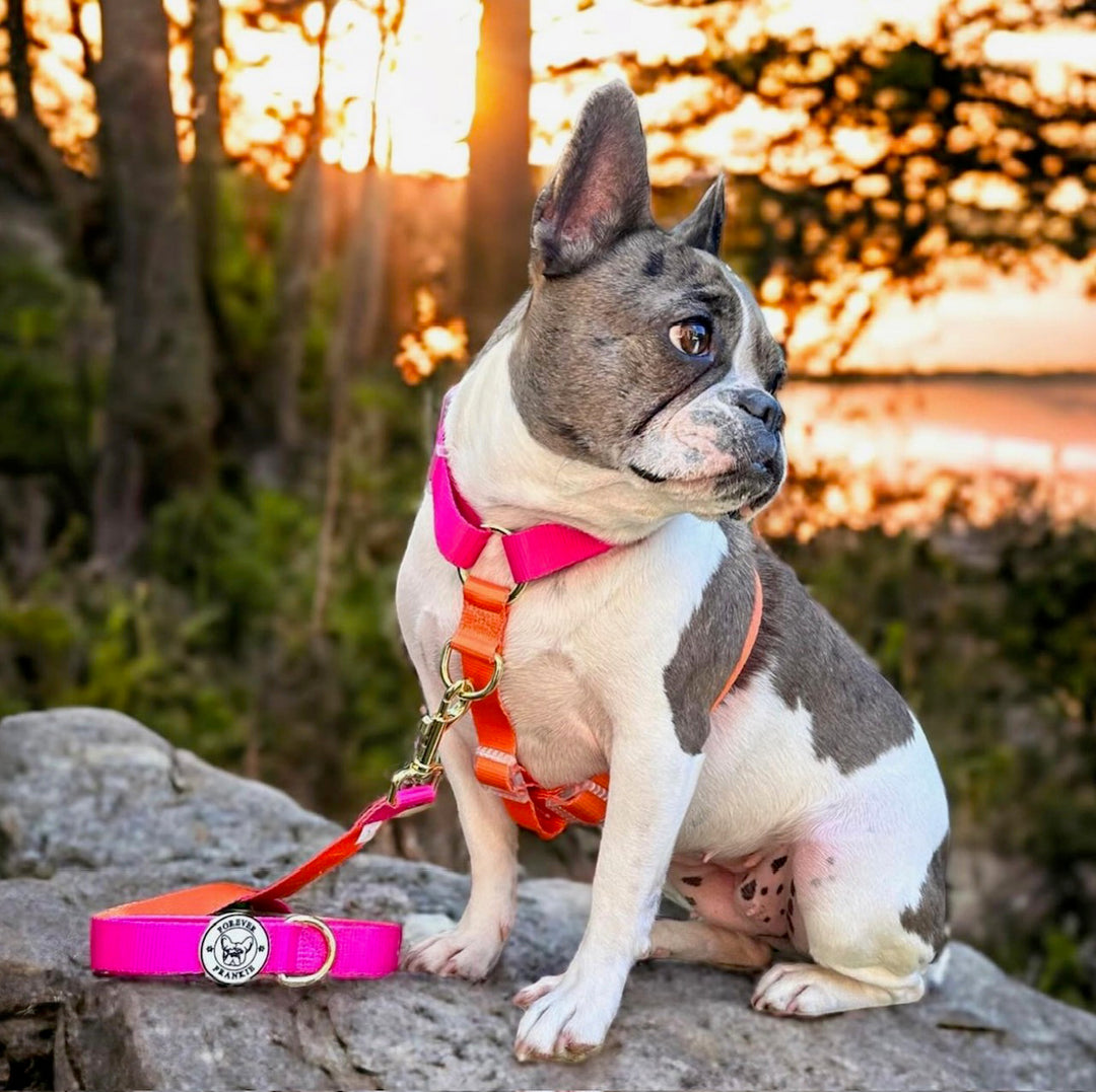 Offers Braided Cream Belt - Collar with Harness (2 piece SET)