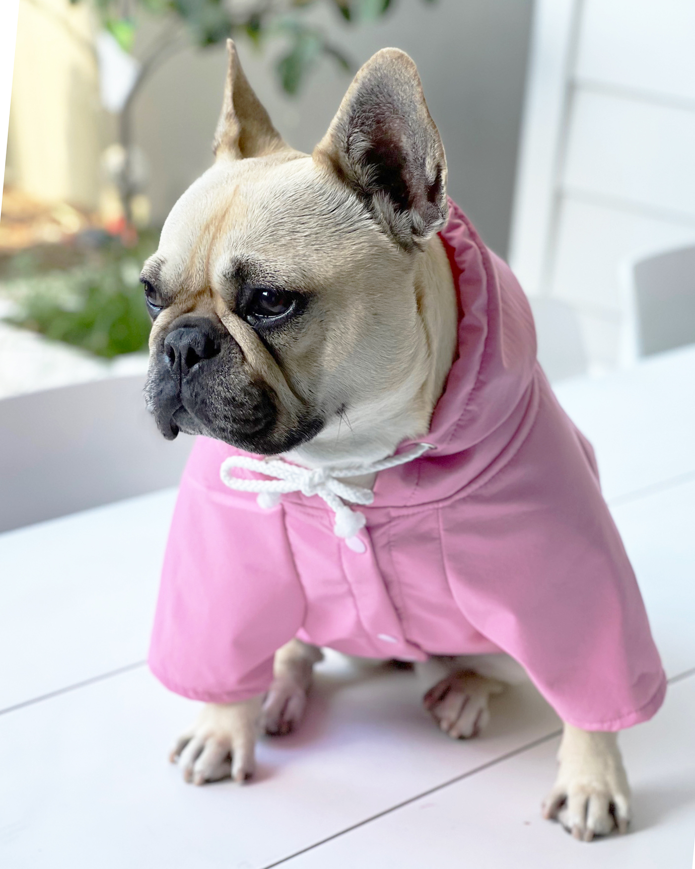 Dog Jackets & Rain Coats