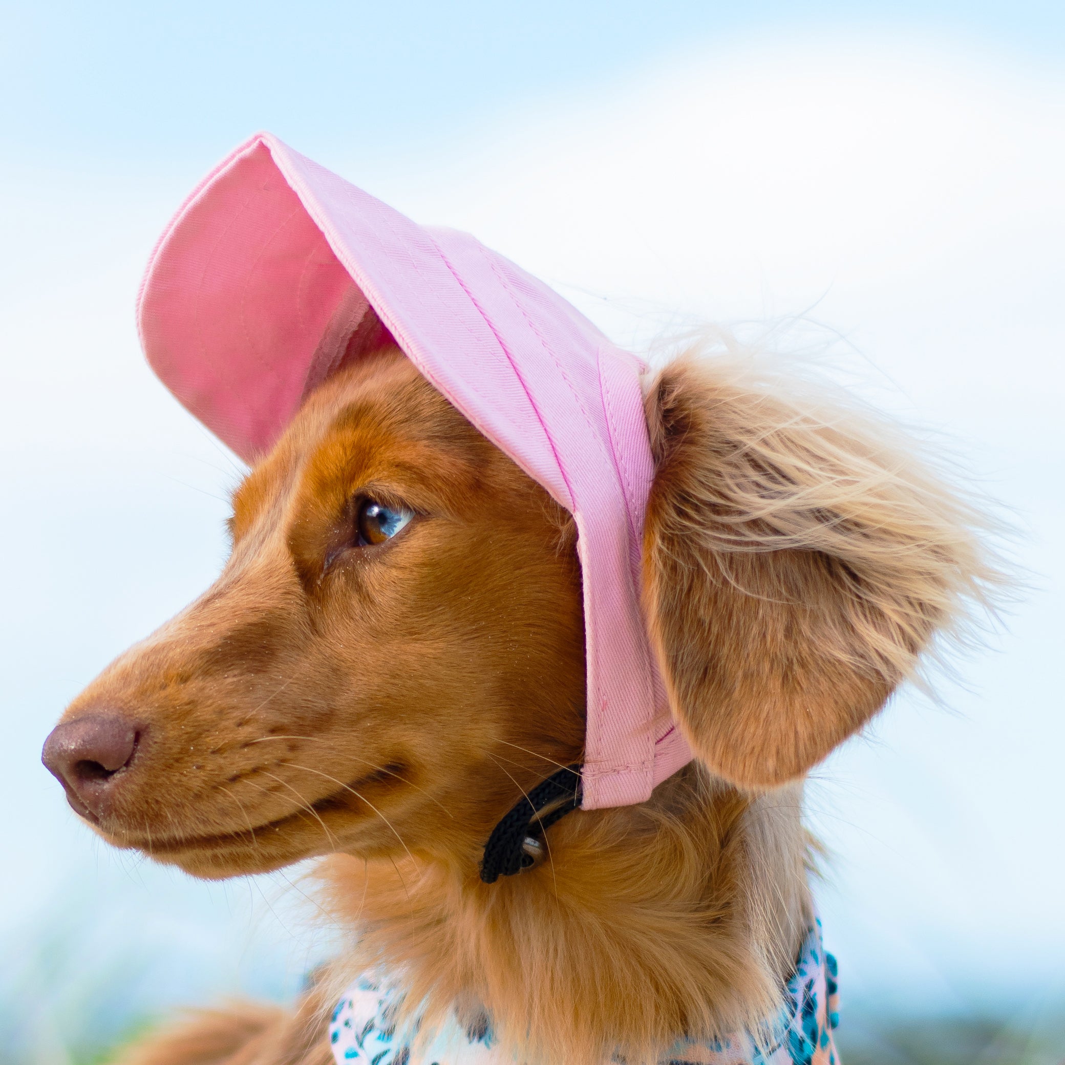 Dog Caps & Hats