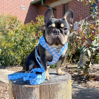 Sky Blue Check Adjustable Harness