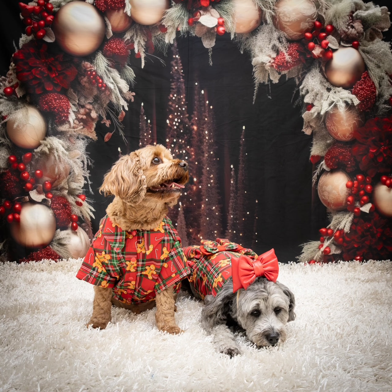 Gingerbread Dog Dress  (Limited Edition)