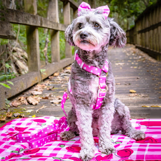 Classic Pink Spot - Luxe Strap Harness