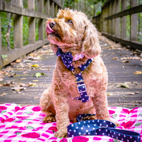 Classic Blue Spot - Luxe Strap Harness