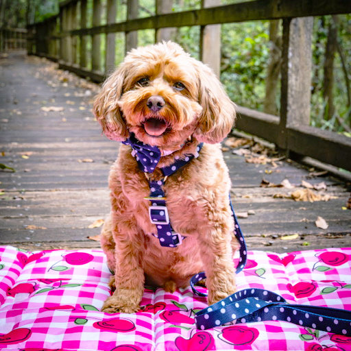 Classic Blue Spot - Luxe Strap Harness