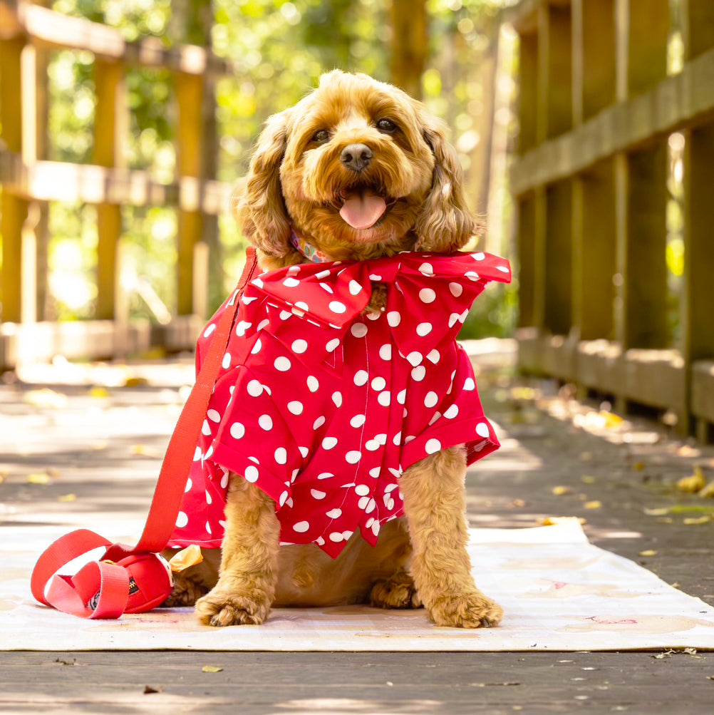 Scarlet Dream with Snowy Spots - Party Shirt