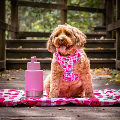 Pink Portable Human / Dog Stainless Steel Adventure Drink Bottles