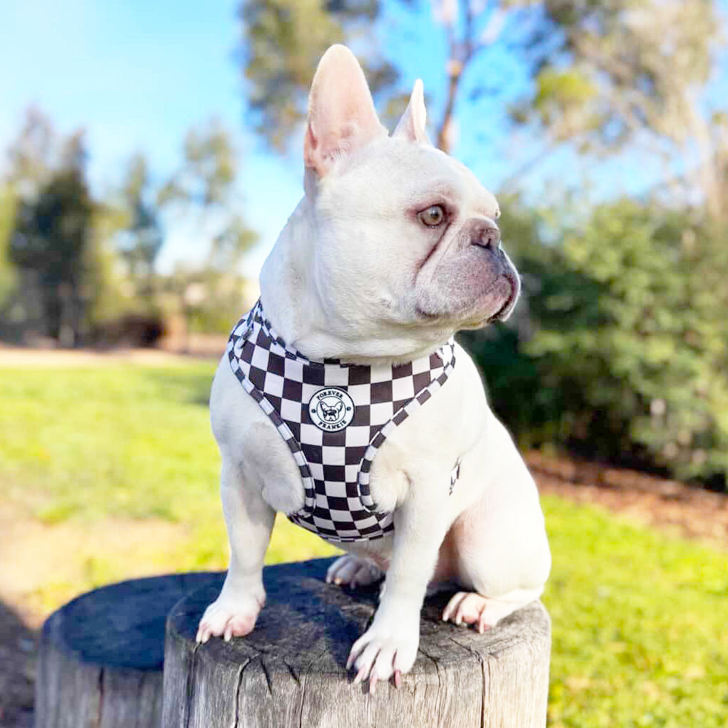 Cocoa Check - Adjustable Harness