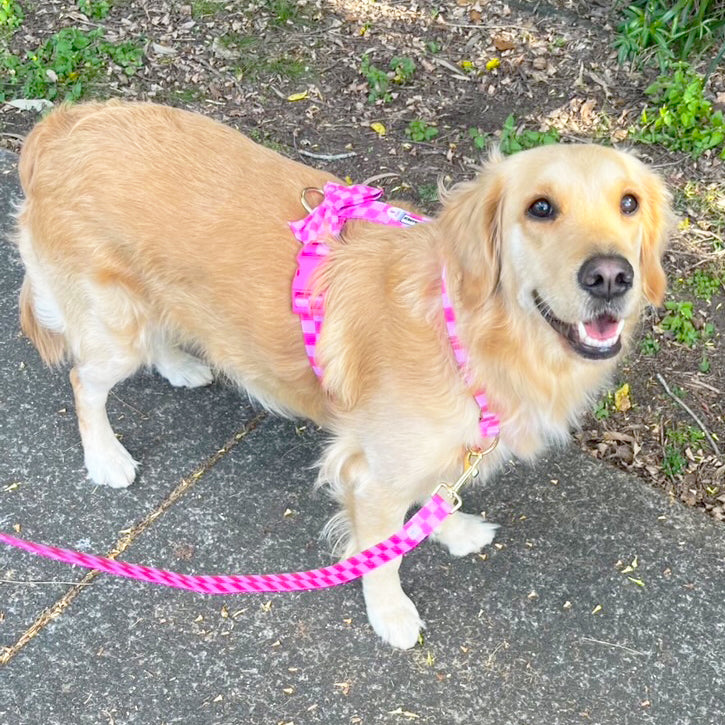 Pink Lemonade Check - Luxe Strap Harness