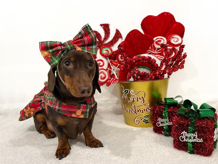 Gingerbread Dog Dress  (Limited Edition)