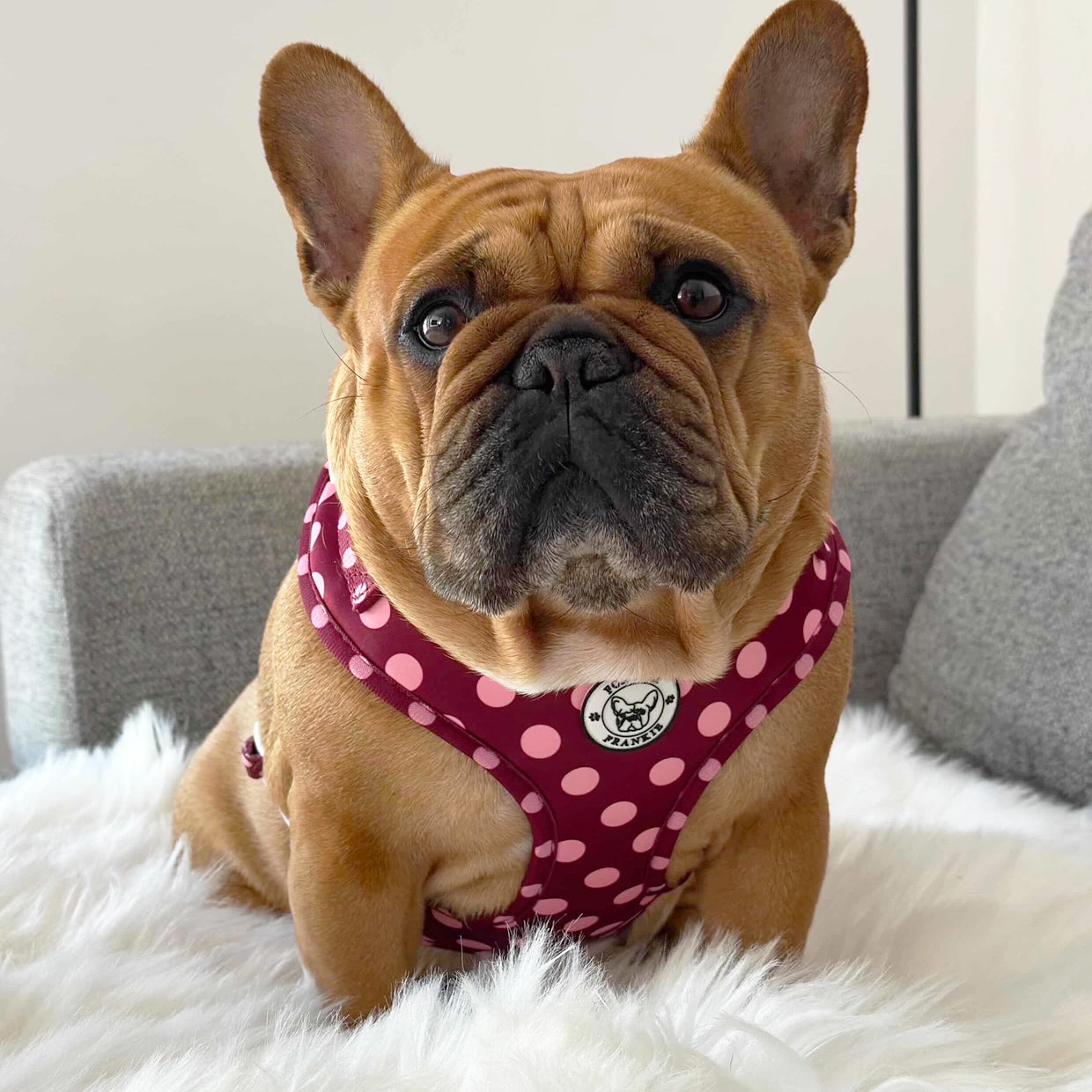 Dotted Bliss - Adjustable Harness