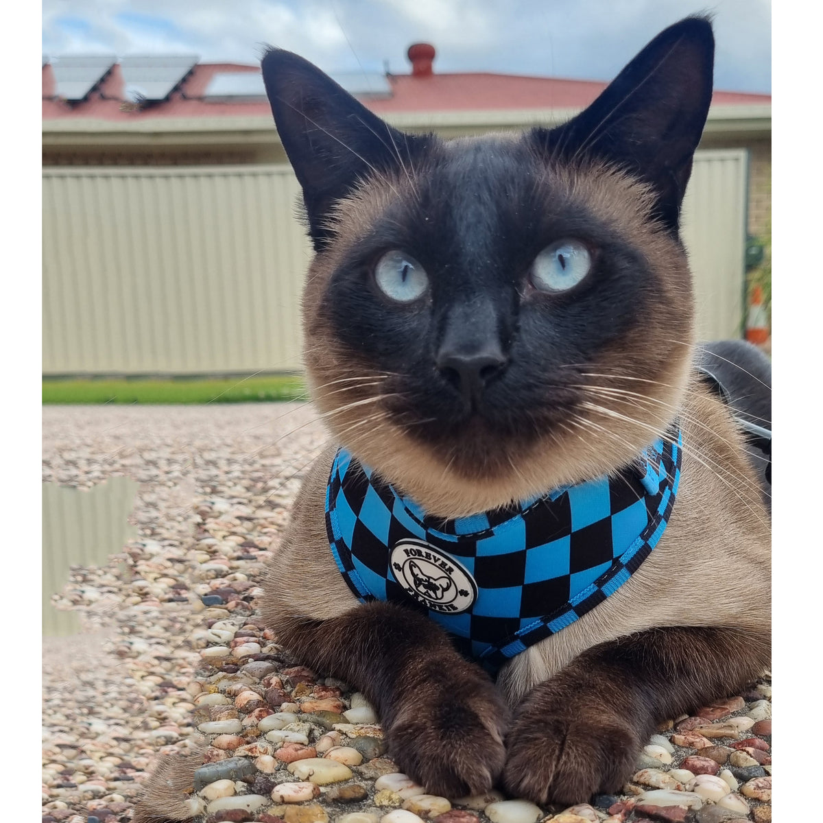 Blue Checkers - Adjustable Harness