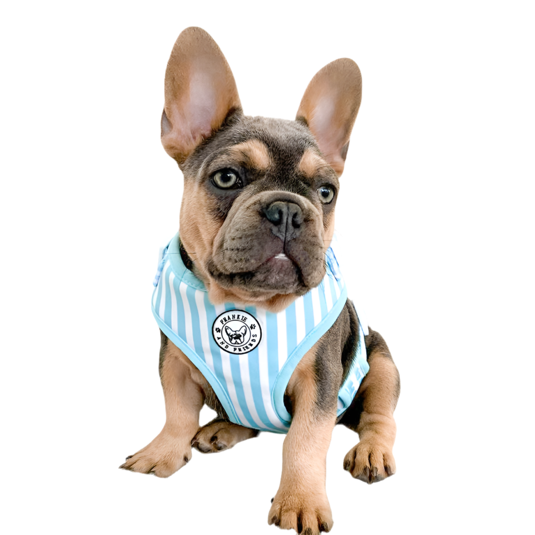 Blue Candy Stripe - Adjustable Harness - End of Line