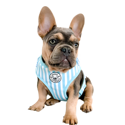 Blue Candy Stripe - Adjustable Harness