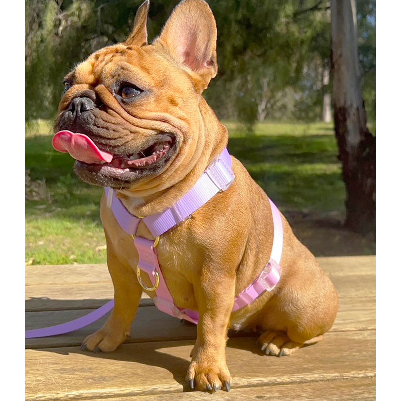 Pastel Pink / Lavender - Luxe Strap Harness