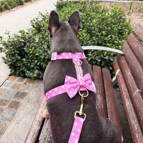 Pink Polka Dot - Luxe Strap Harness