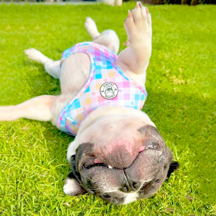 Gingham Wonderland - Adjustable Harness