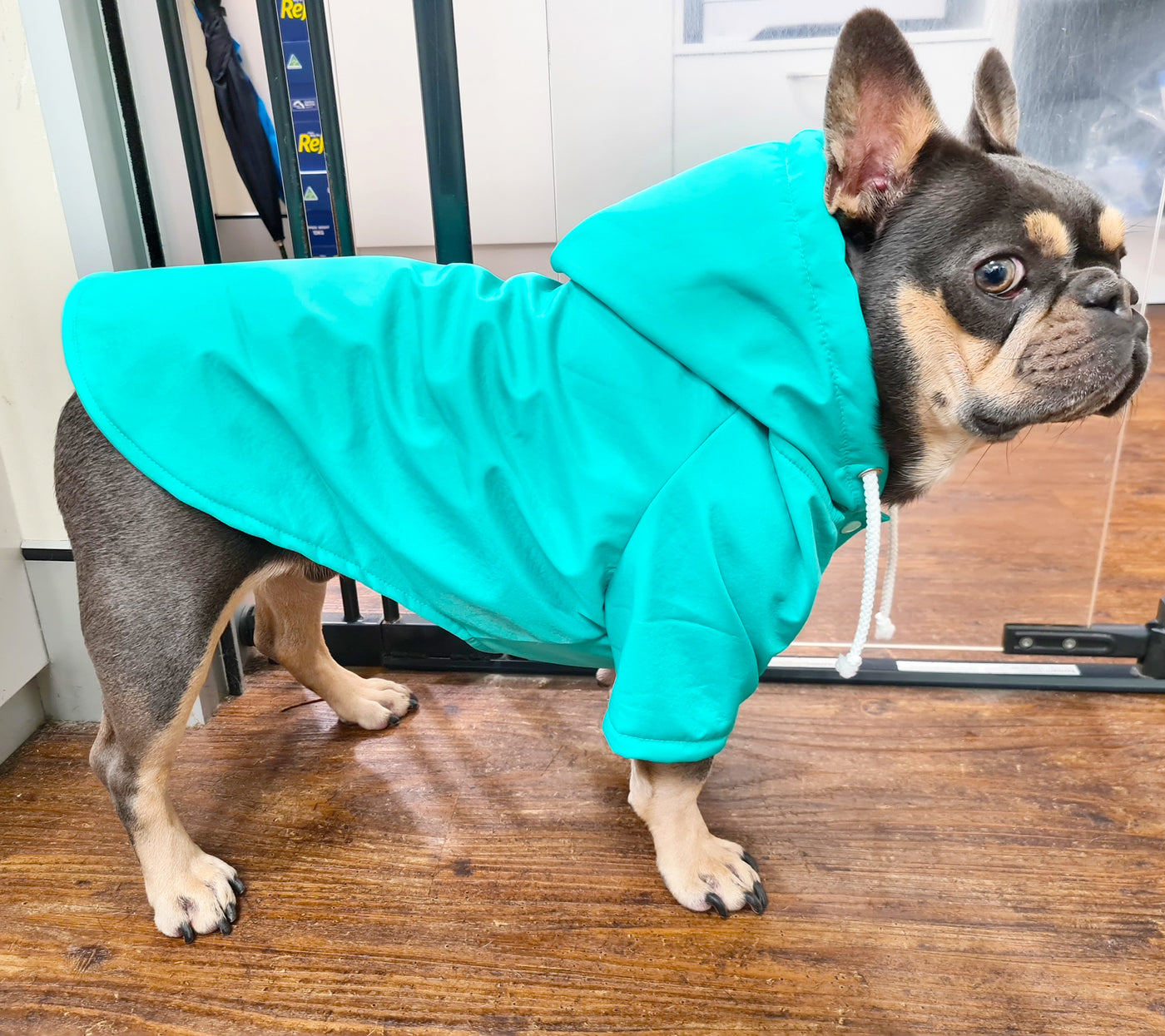 Mint Green - Dog Rain Jacket