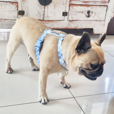 Sky Blue Check - Luxe Strap Harness