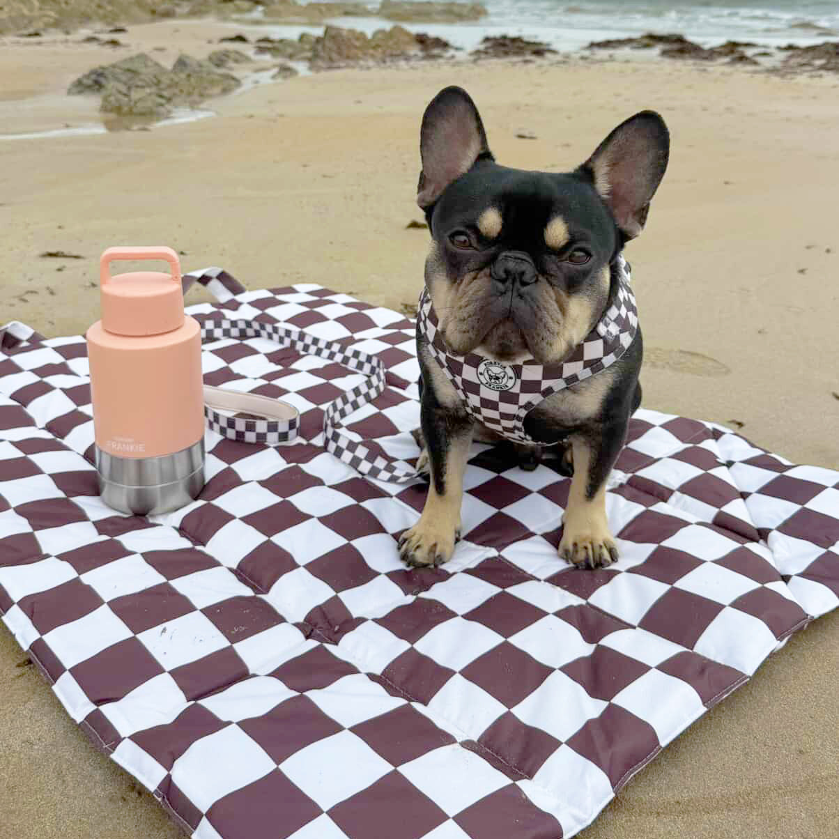 Peach Portable Human / Dog Stainless Steel Adventure Drink Bottles