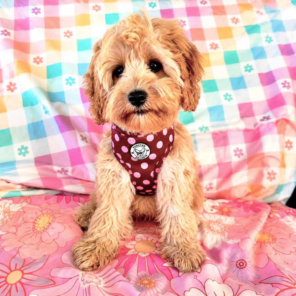 Dotted Bliss - Adjustable Harness