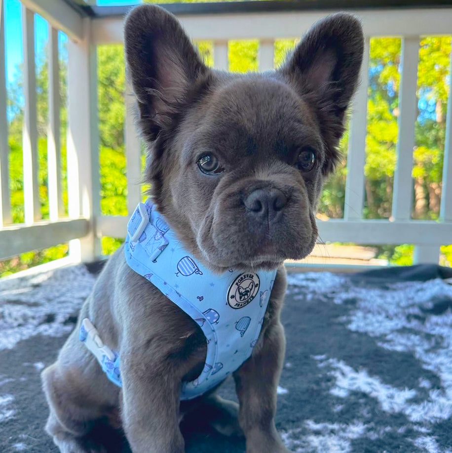 Whale of a Time - Adjustable Harness - End Of Line