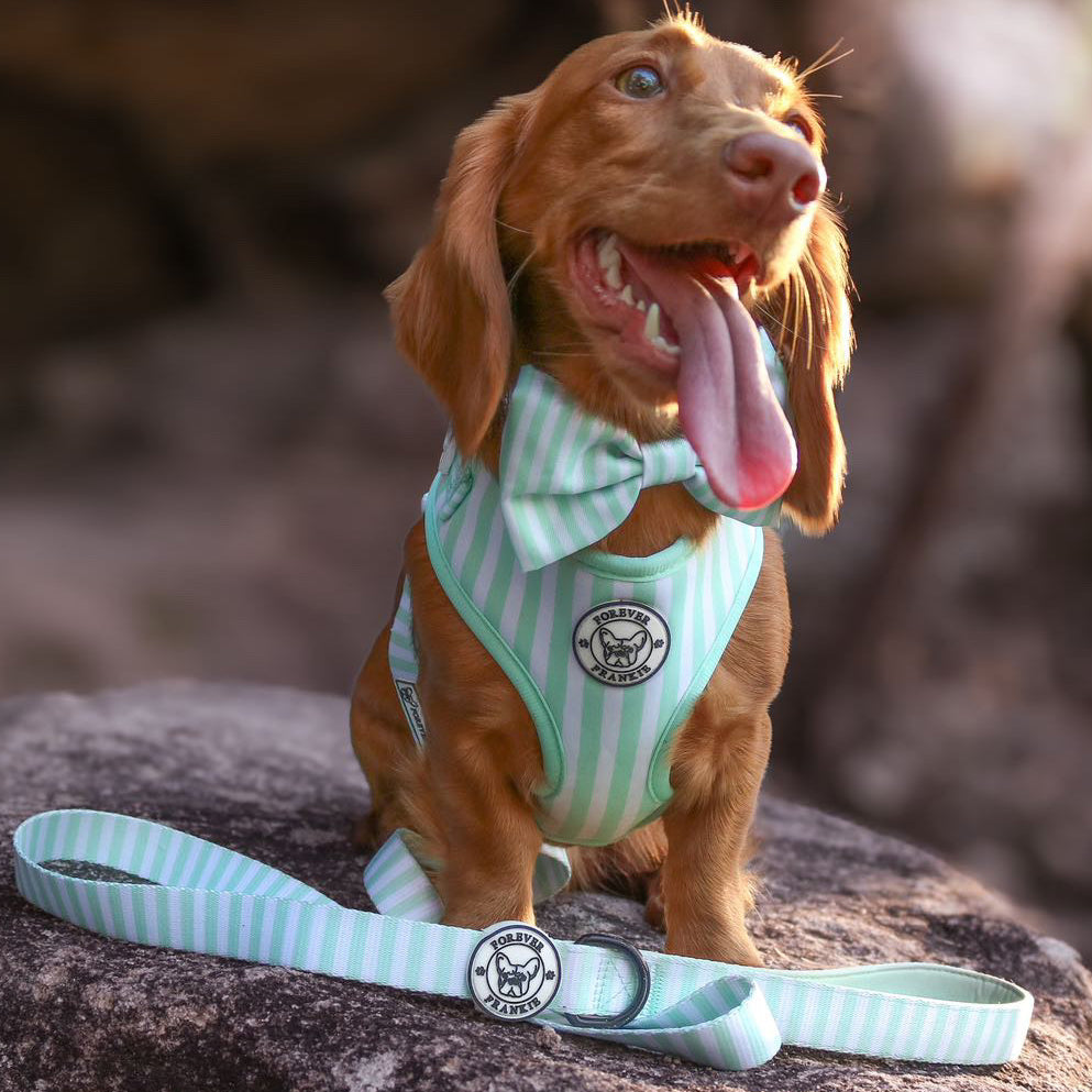 Mint Candy Stripe - Adjustable Harness