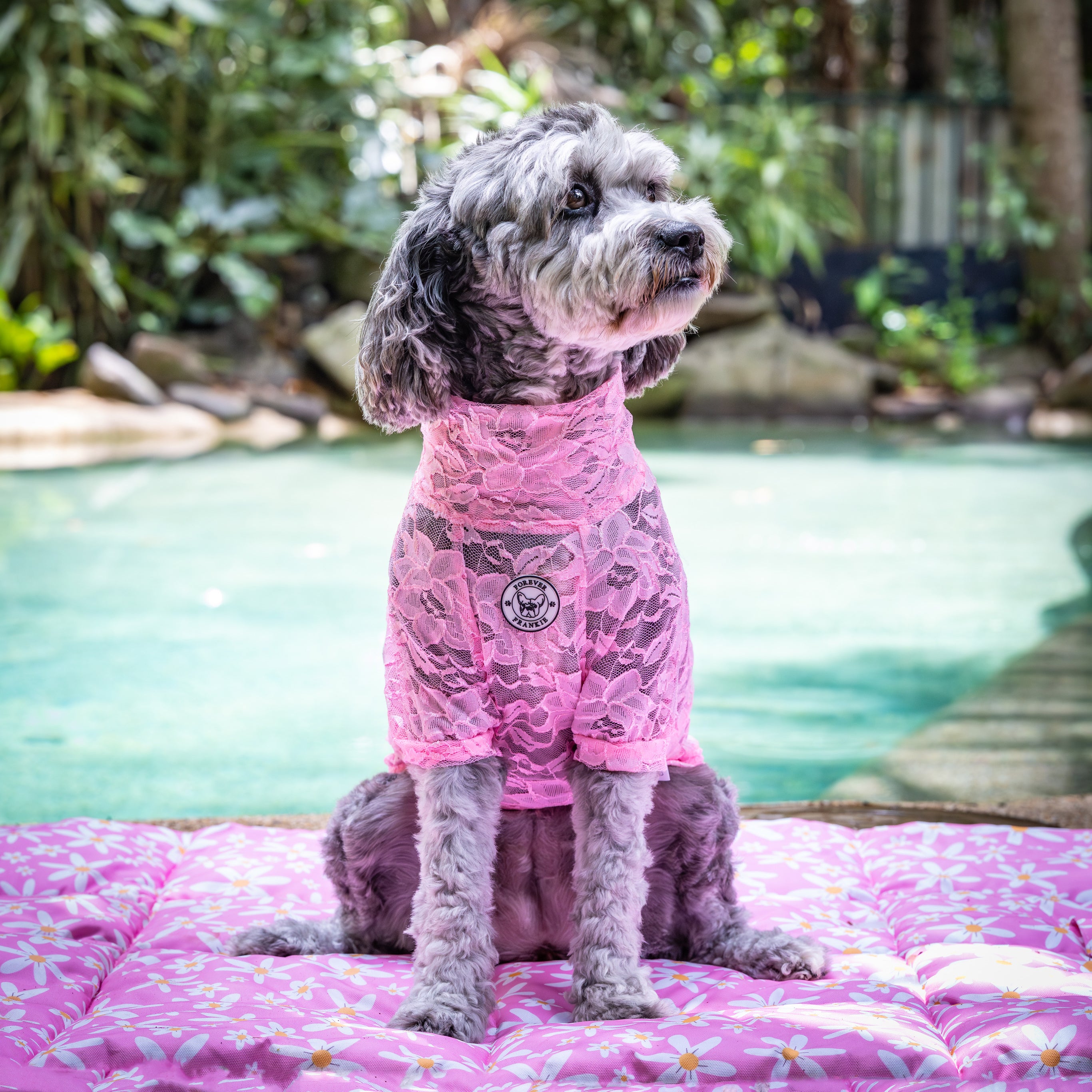 Bubblegum Lace - Luxe Dog Skivvy