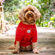 Pomegranate Lace - Luxe Dog Skivvy