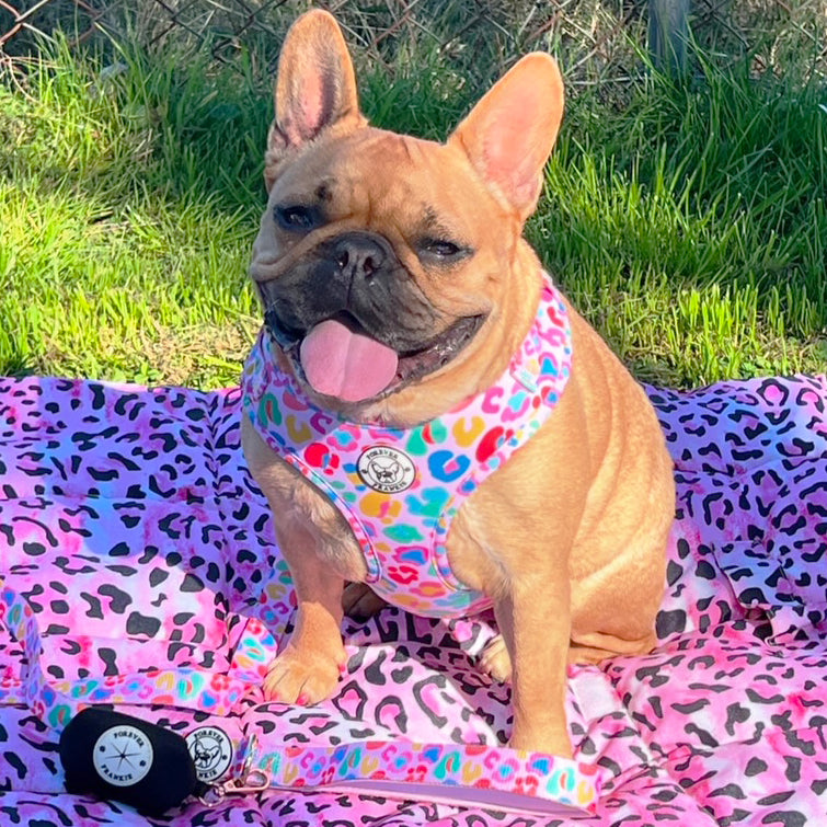 Cheetah Party - Adjustable Harness