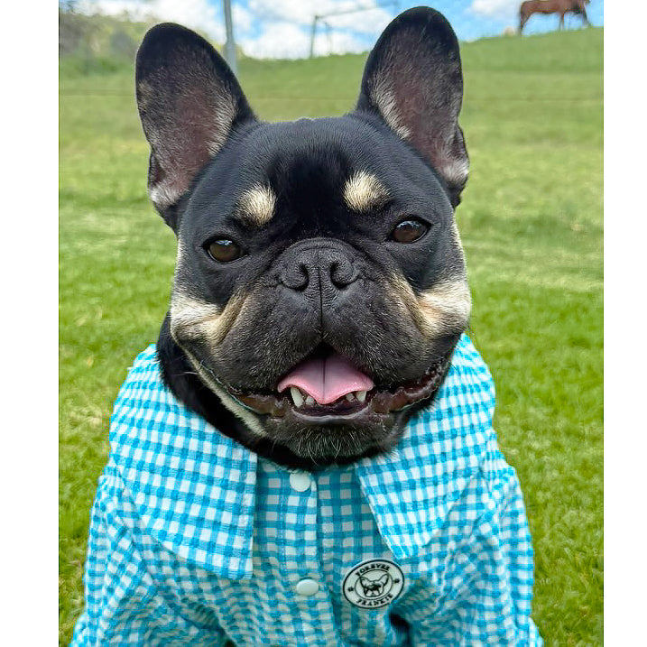 Blue  Gingham Seersucker- Party Shirt