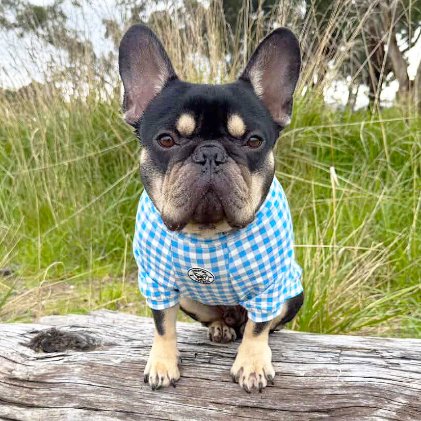 Sky Blue Gingham Check - Dog Skivvy