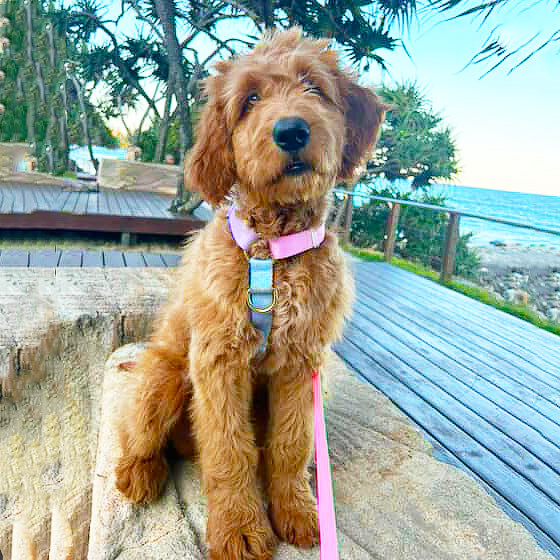 Pastel Rainbow - Luxe Strap Harness