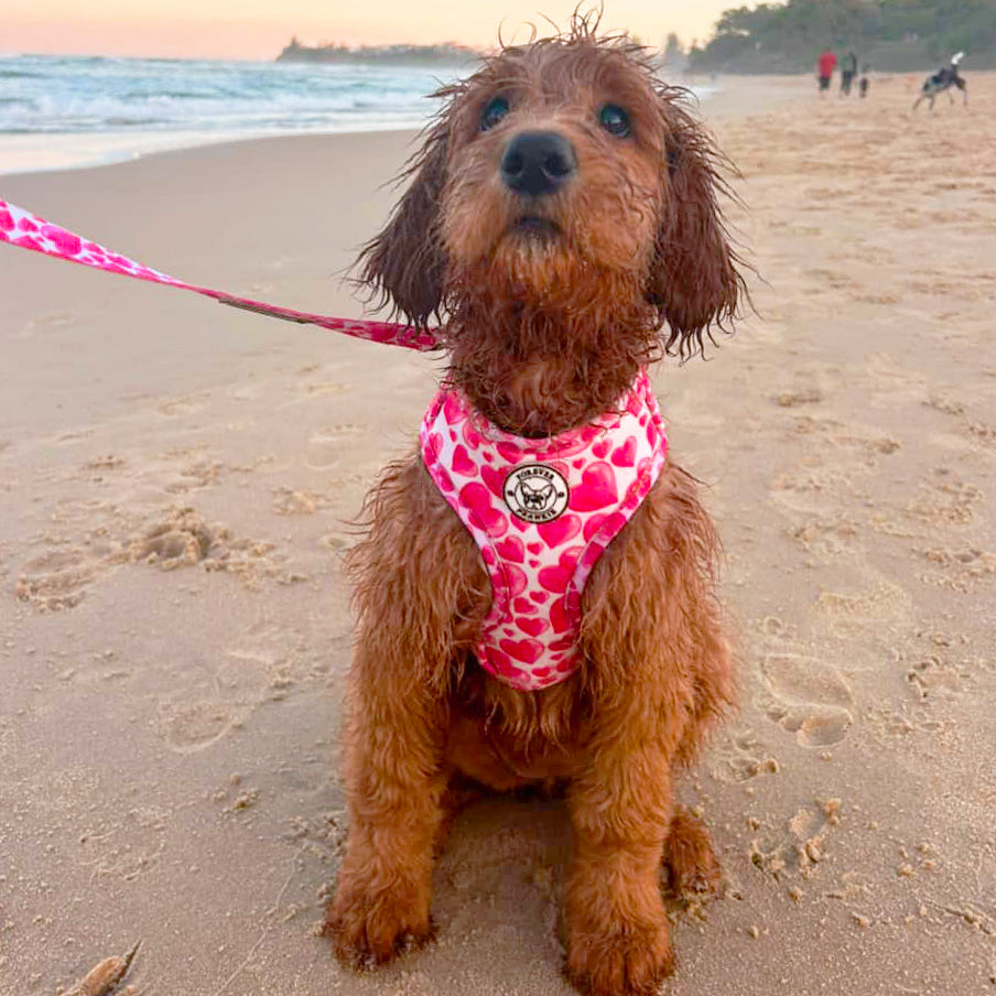 Sweethearts - Adjustable Harness