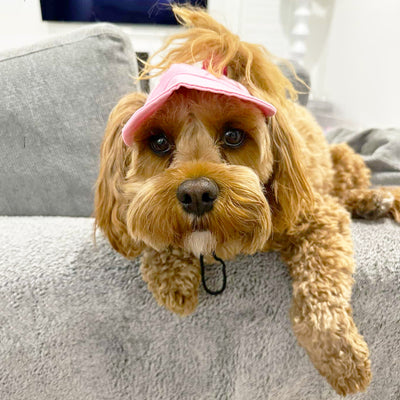 Dog Cap - Pink