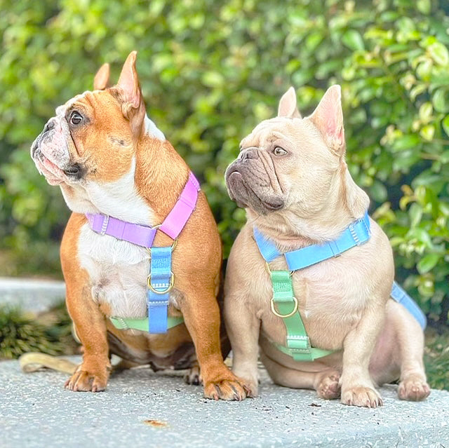 Ocean Dream - Luxe Strap Harness