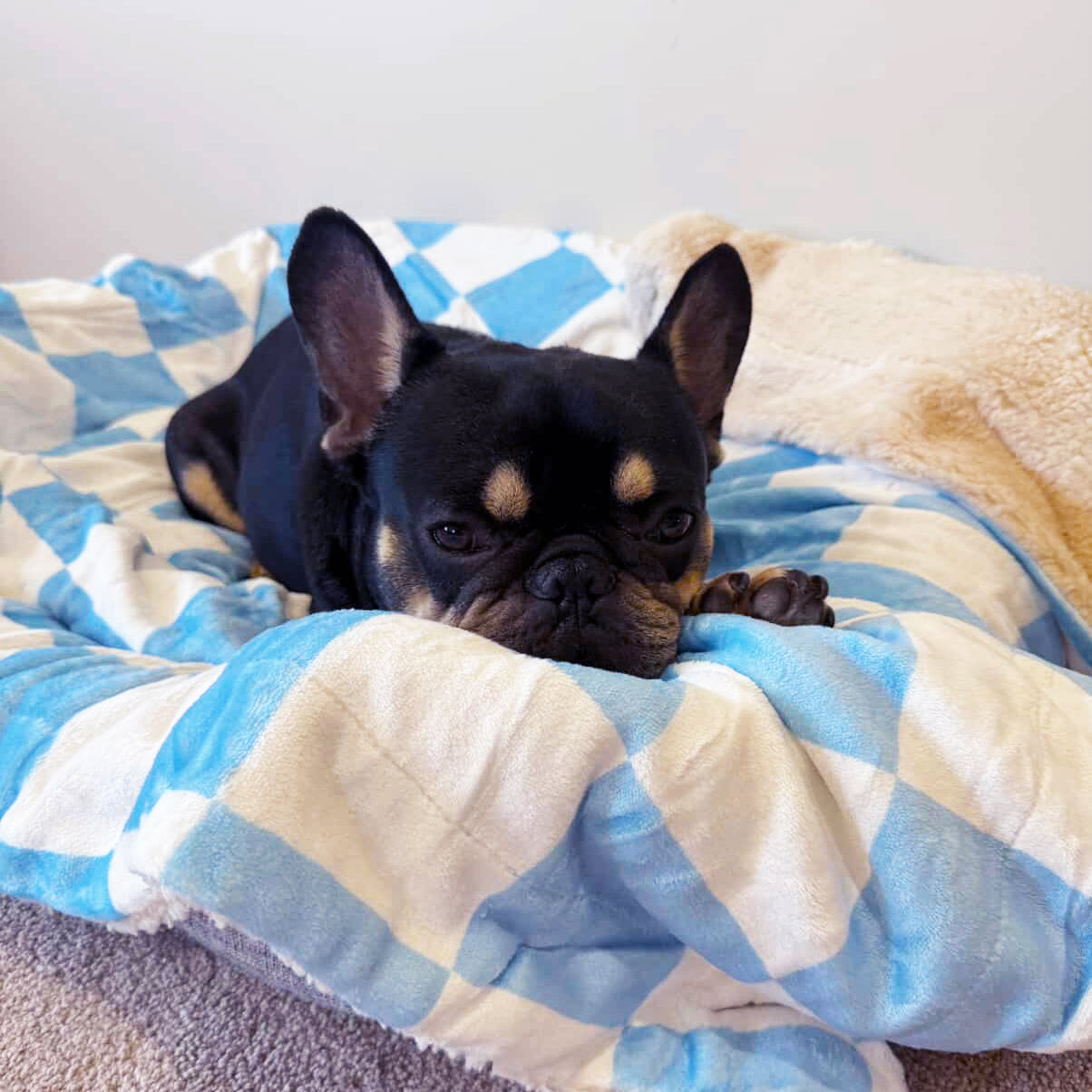 Blue Check - Extra Soft Pet Blanket