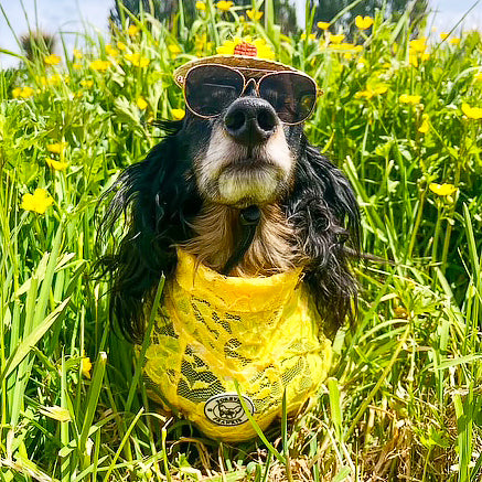 Sunshine Yellow Lace - Luxe Dog Skivvy