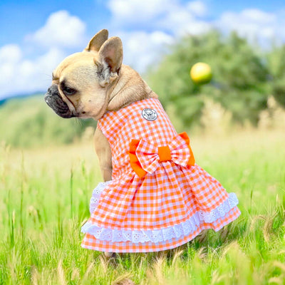 Tangerine Gingham Ruffles Dog Dress with bow-End of line!