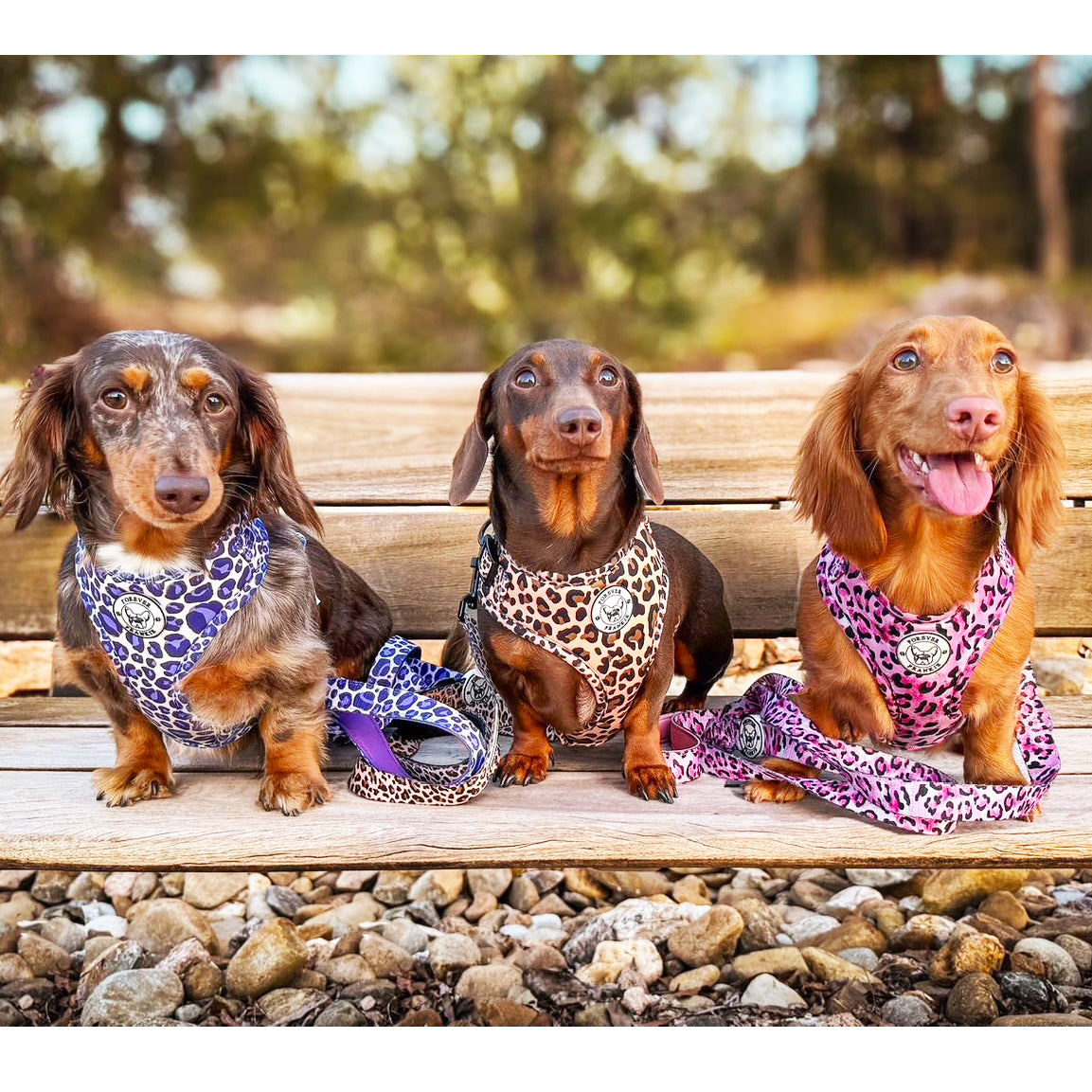 Purple Wild Thing - Adjustable Harness - End Of Line