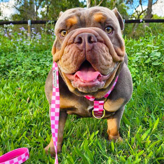 Pink Lemonade Check - Luxe Strap Harness