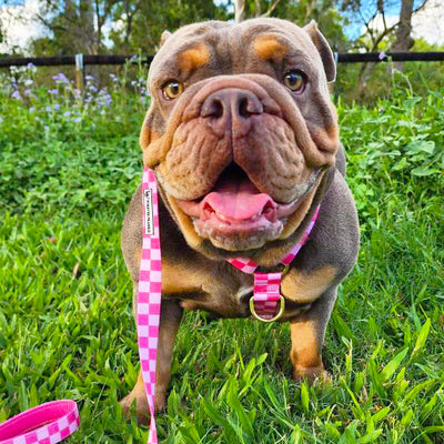 Pink Lemonade Check - Luxe Strap Harness