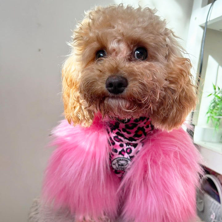 LUXE - Raspberry Leopard Dog Skivvie