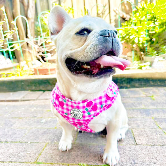 Cherry Delight - Adjustable Harness