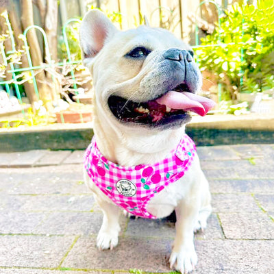 Cherry Delight - Adjustable Harness