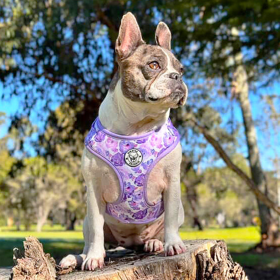 Violet Fields - Adjustable Harness