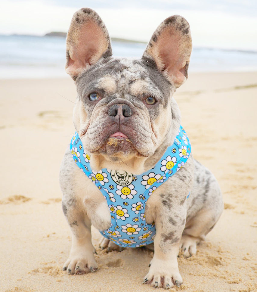 Happy Days - Adjustable Harness